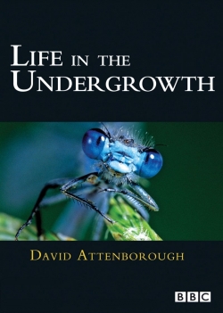 watch free Life in the Undergrowth