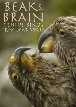 watch free Beak & Brain - Genius Birds from Down Under