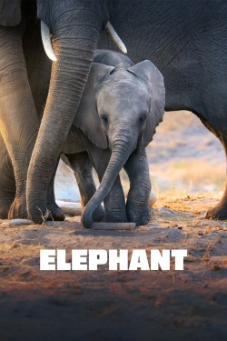 watch free Elephant