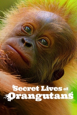 watch free Secret Lives of Orangutans